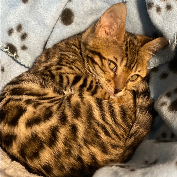 Meet your Posher, Ally - Picture 1 of 1